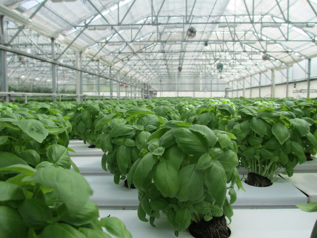 Herausforderungen Landwirtschaft – Indoor-Farming sichert die Versorgung